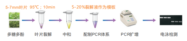 多糖多酚葉片